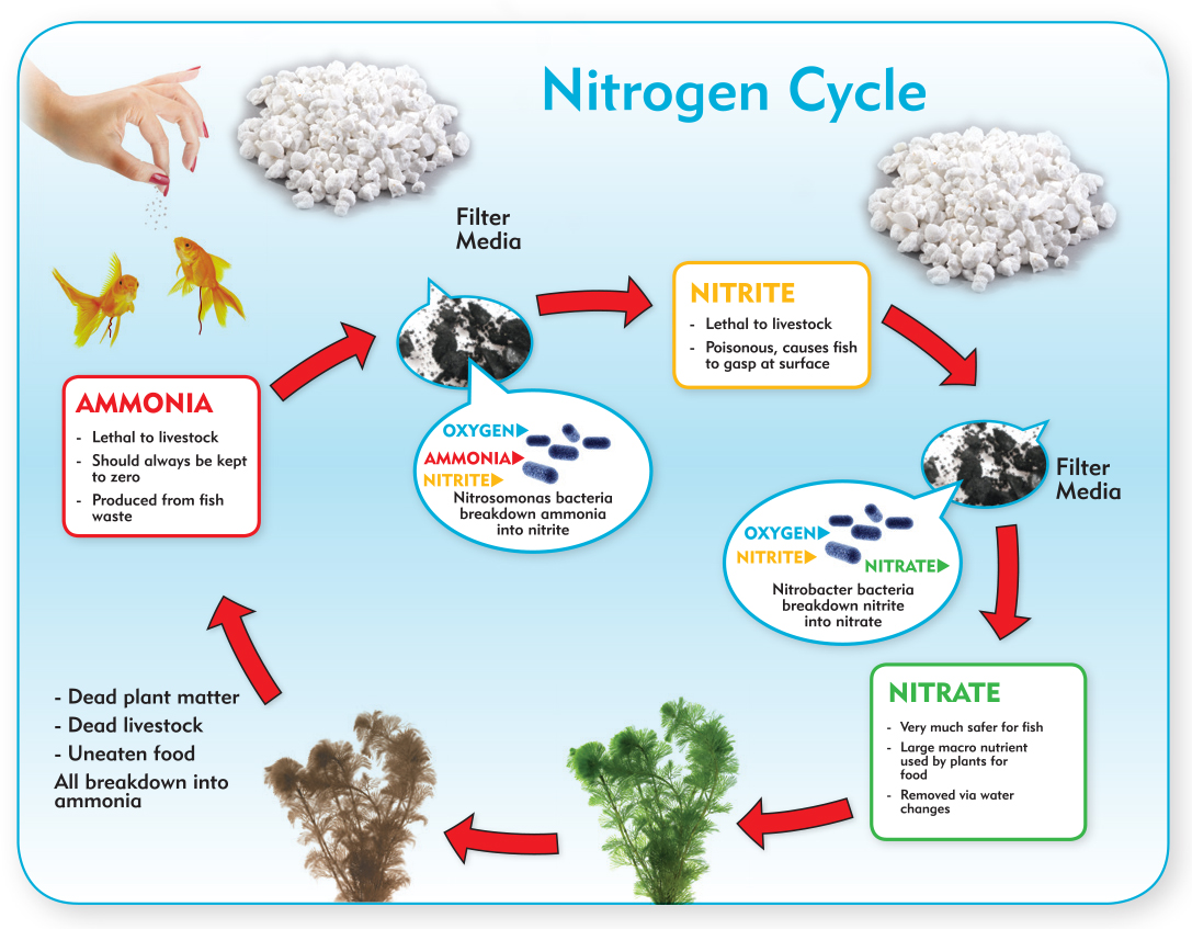 Nitrogen-Cycle