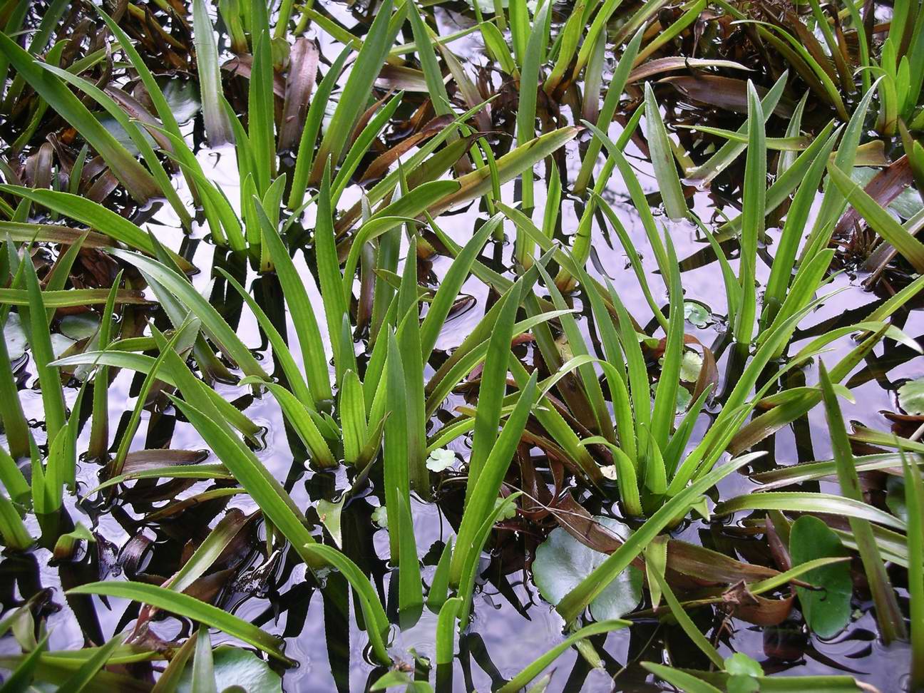 water_soldier_plants