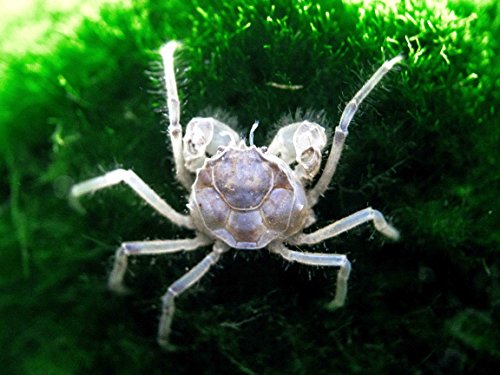 5-live-thai-micro-spider-crabs-limnopilos-naiyanetri-14-to-12-inch-in-diameter-fully-aquatic-by-aquatic-arts-0