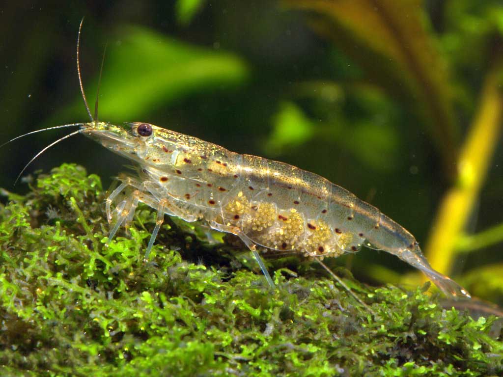 caridina-japonica-amanoc2b4s-shrimp