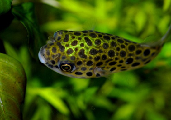 tetraodon-nigroviridis-green-spotted-puffer-informaiton-caresheet-wiki-green-spotted-puffer-for-sale-and-where-to-buy-aquaticmag-1