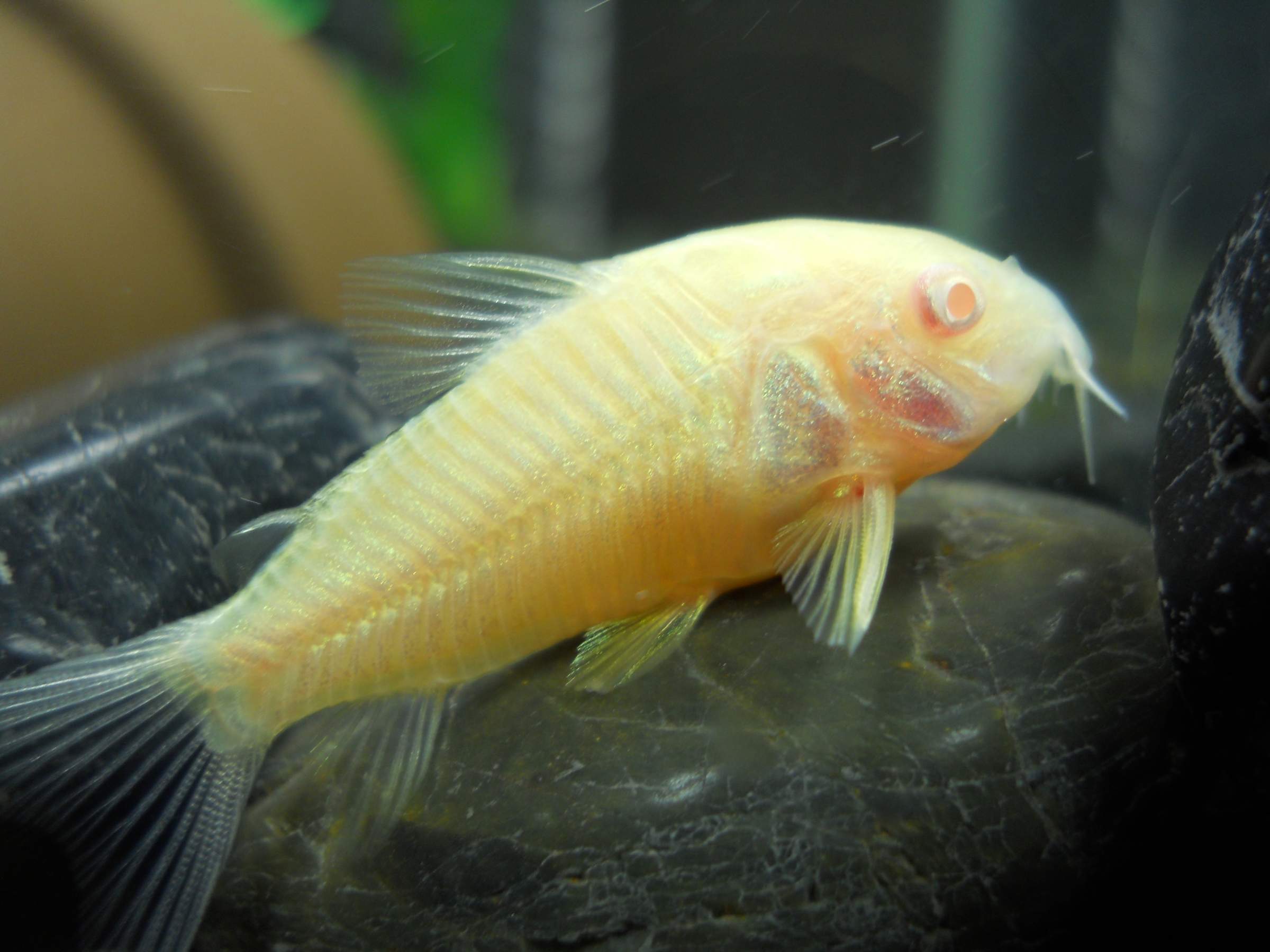 90960d1342559002-does-albino-cory-cat-look-normal-fish-pics-030
