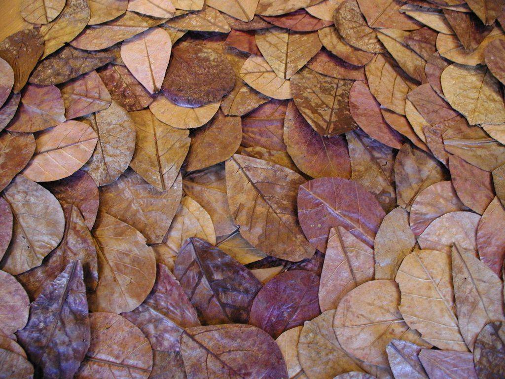 catappa-leaves-12-18cm