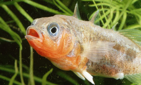 male-stickleback-with-red-001