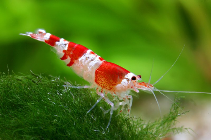 the-ideal-algae-eating-shrimp-in-freshwater-aquarium-crystal-red-shrimp2
